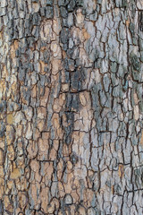 Closeup Embossed Tree Bark Texture Background