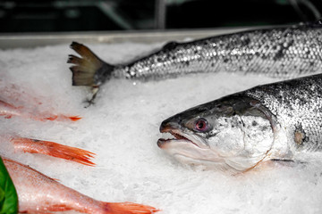 Fresh mackerel fish on ice