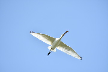 spatola in volo