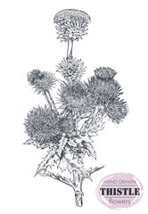 Fototapeta premium Vector hand drawn Thistle or Carduus plant, leaf, bud and flower isolated on white background.