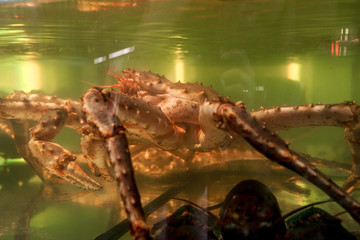 Fresh seafood in the restaurant aquarium, big kamchatka crab, scallops, oysters. Concept healthy food, lifestyle, useful food, delicacy, diet meal in the menu of elite five star hotel, asian market