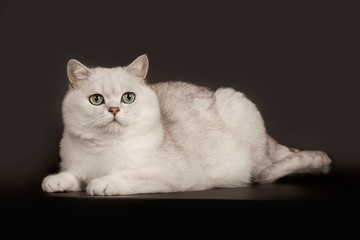 Adorable British breed white cat with magical green eyes lying on isolated black background