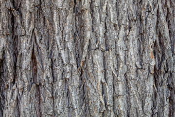 Closeup Embossed Tree Bark Texture Background