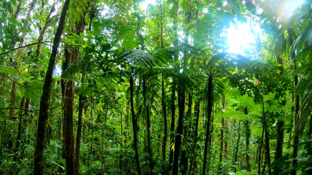 Green luxuriant vegetation in Basse Terre jungle in Guadeloupe, French west indies. Lesser Antilles, Caribbean