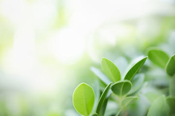 Close up of nature view green leaf on blurred greenery background under sunlight with bokeh and copy space using as background natural plants landscape, ecology wallpaper concept.