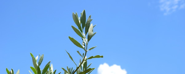 Olivenzweige - Ölzweige - Palmzweige vor blauen Himmel