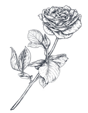 Hand drawn rose flowers branch isolated on white background.