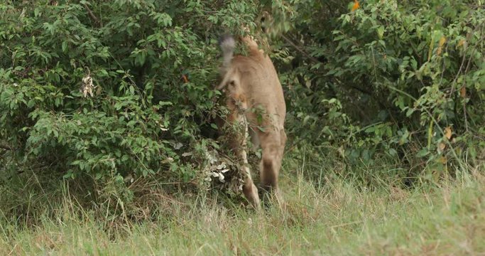 Lions stalking in the bushes in the Maasai Mara in Kenya, East Africa.