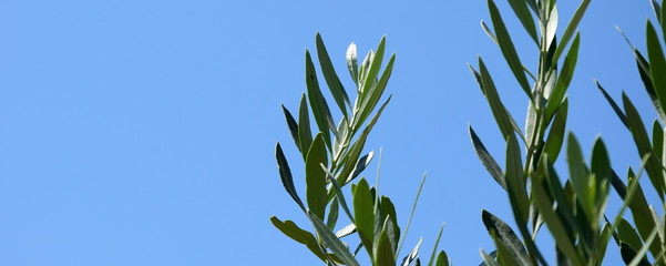 Olivenzweige - Ölzweige - Palmzweige vor blauen Himmel