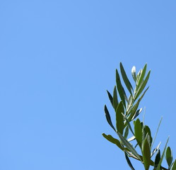 Olivenzweige - Ölzweige - Palmzweige vor blauen Himmel