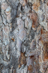Closeup Embossed Tree Bark Texture Background