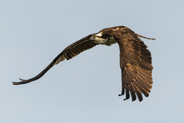 Osprey in flight with wings spread