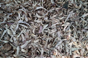 Foglie secche di eucalipto