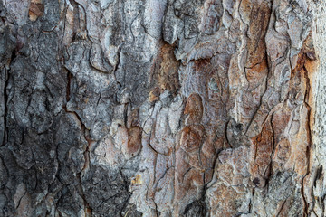 Closeup Embossed Tree Bark Texture Background