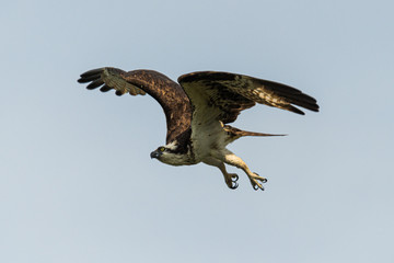 Osprey in flight with wings up