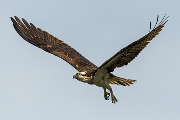 Fototapeta na wymiar Osprey in flight with wings spread wide