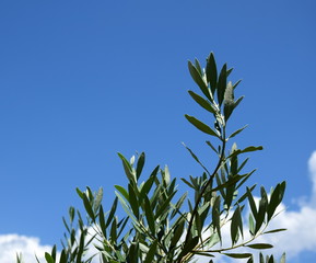 Olivenzweige - Ölzweige - Palmzweige vor blauen Himmel