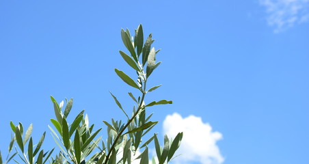 Olivenzweige - Olivenbaum - Palmzweige vor strahlend blauen Himmel freigestellt