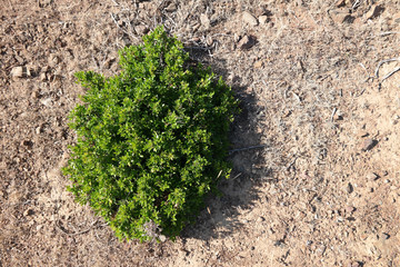 Mirto selvatico spontaneo