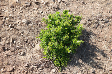 Mirto selvatico spontaneo