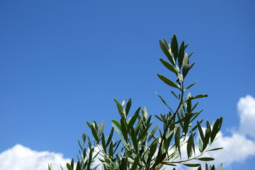 Olivenzweige - Olivenbaum - Palmzweige vor strahlend blauen Himmel freigestellt