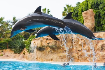 group of jumping dolphins in blue water