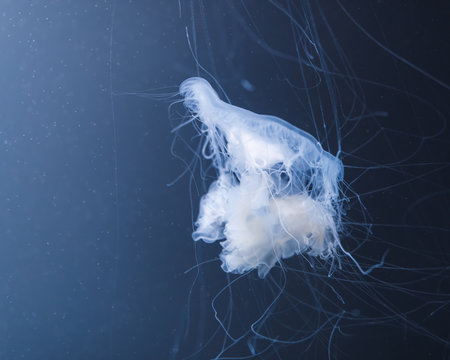 sea nettle jellyfish with long tails
