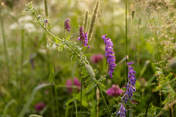 Summer meadow. Blue flower close up. Natural background.