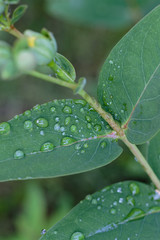 Raindrops on green leaves after rain.