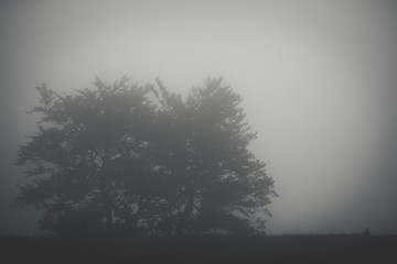 Tree in the middle of the fog