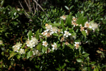 Fiore del mirto selvatico