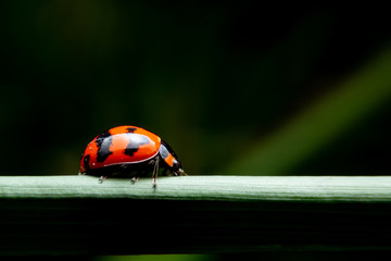 The ladybug is walking on a green branch in the garden. Close up of the Red insects are walking on green leaves.