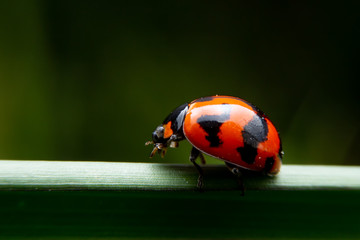 The ladybug is walking on a green branch in the garden. Close up of the Red insects are walking on green leaves.