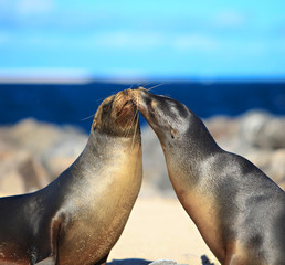 Kissing seals in the Galapagos, Equador. 