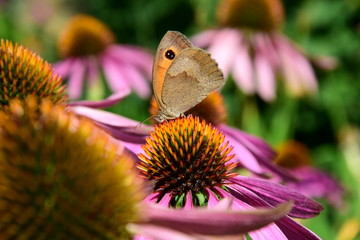 Echinacea mit Schmetterling - Bl&uuml;tenpracht im Bauerngarten