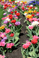 Obraz na płótnie Canvas bed of colorful tulips in springtime