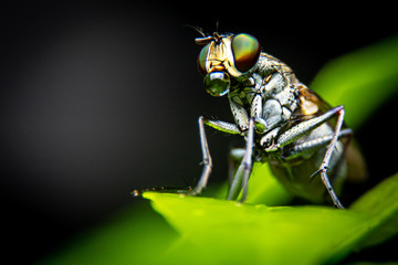 Small flies with green eyes eating water drops on the leaves. Selective focus of the flies are...