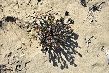 Textura del desierto de Chile