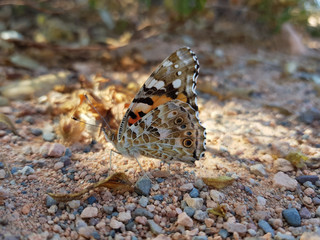 Fototapeta na wymiar Farfalla di Giugno