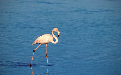 african white flamingo walking on the blue salt lake of Namibia