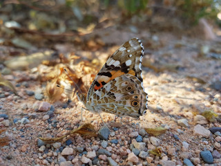 Fototapeta na wymiar Farfalla di Giugno