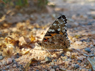 Farfalla di Giugno