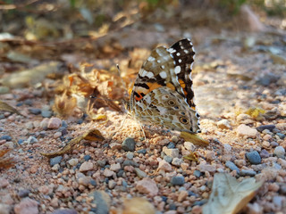 Farfalla di Giugno
