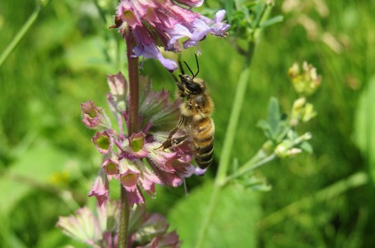 Bee On Salvia Verticillata Plant