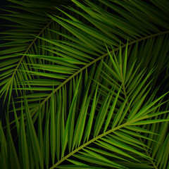 Tropical palm leaves. Exotic palms tree. Dark Floral Backgrounds.