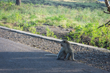 A grey monkey on its natural habitat, Savanna Bekol, Baluran. Baluran National Park is a forest preservation area that extends about 25.000 ha on the north coast of East Java, Indonesia.