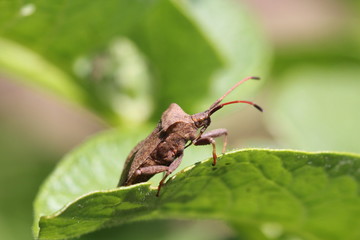 Braune Gartenwanze