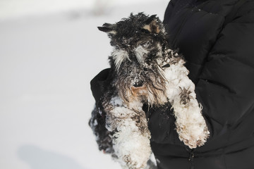 Closeup portrait of snowy playful black miniature zwerg schnauzer dog. Owner holding cute pet in hands on sunny frosty winter day in city park standing outdoor. Horizontal color photography.