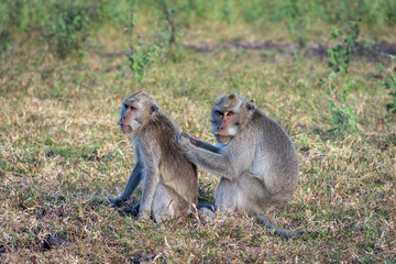 A pair of grey monkey are helping each other on Savanna Bekol, Baluran. Baluran National Park is a forest preservation area that extends about 25.000 ha on the north coast of East Java, Indonesia.