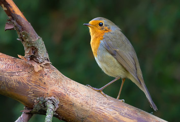 Adult European robin perched on nude pine branch